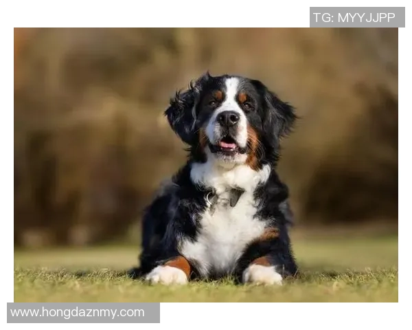 足球明星与他们心爱的狗狗们的温馨时刻与故事分享