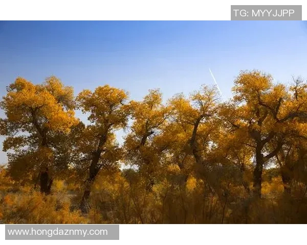 足球明星发力技巧揭秘助你提升射门精准度与力量的全面指南 足球明星发力技巧揭秘助你提升射门精准度与力量的全面指南