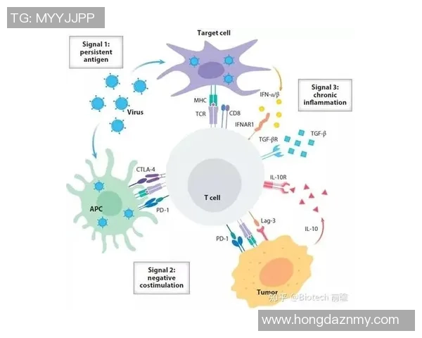 北京排球队实力分析与发展潜力的深度探讨与展望